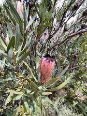 Protea laurifolia