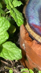 Clubionidae