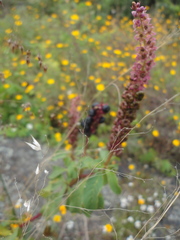 Phytolacca icosandra