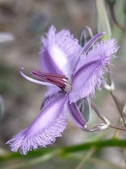 Thysanotus thyrsoideus