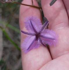 Thysanotus thyrsoideus