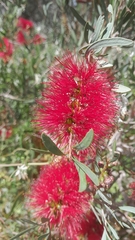 Melaleuca viminalis