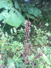 Amorpha ouachitensis