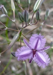 Thysanotus thyrsoideus