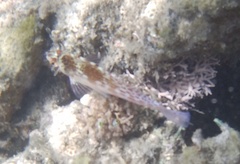 Cirrhitichthys falco