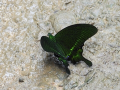 Papilio paris