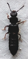 Staphylinidae