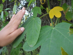 Passiflora subpeltata