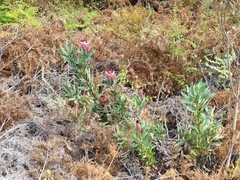 Protea laurifolia