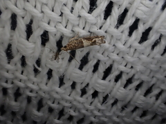 Crocidosema plebejana