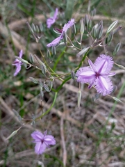 Thysanotus thyrsoideus