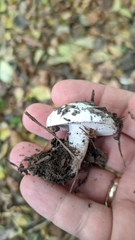 Tricholomella constricta