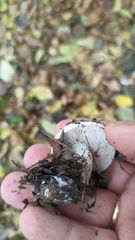 Tricholomella constricta