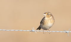 Ammodramus savannarum