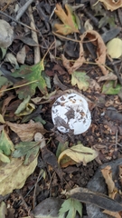 Tricholomella constricta