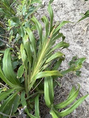 Dianella caerulea