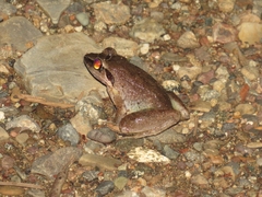 Limnonectes leporinus