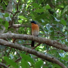 Cyornis tickelliae