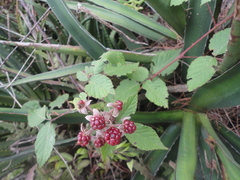 Rubus liebmannii
