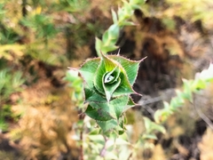Aspalathus perfoliata
