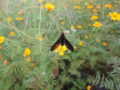 Cyananthrax cyanopterus