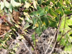 Aspalathus perfoliata