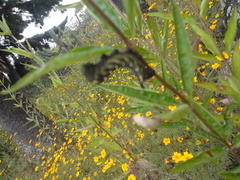 Xylophanes falco
