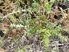 Aspalathus perfoliata
