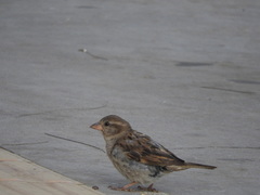 Passer domesticus