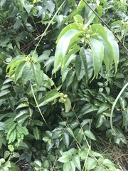 Phyllanthus acidus