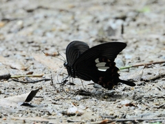 Papilio helenus