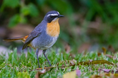 Cossypha caffra caffra