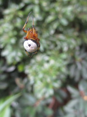 Bijoaraneus