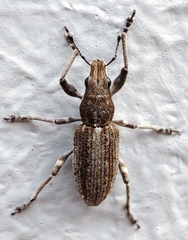 Curculionidae