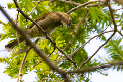 Andropadus importunus