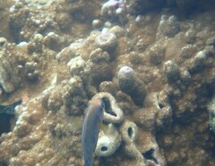 Montipora