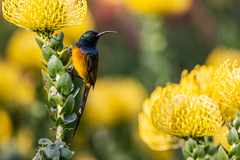 Anthobaphes violacea
