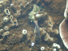 Montipora