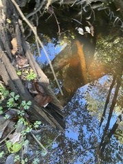 Ranunculus flabellaris