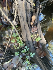 Ranunculus flabellaris