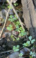 Ranunculus flabellaris