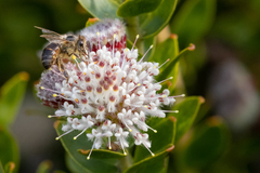 Apis mellifera capensis