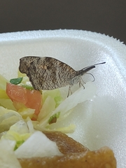 Libytheana carinenta