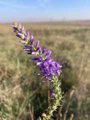 Veronica spicata