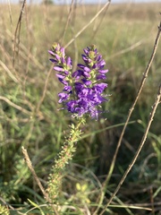 Veronica spicata