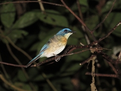Cyornis turcosus