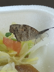 Libytheana carinenta