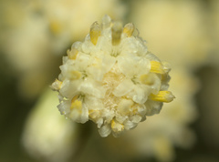 Baccharis sarothroides