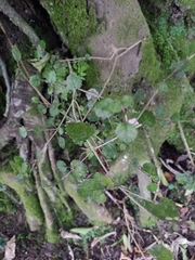 Rhabdothamnus solandri