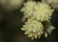 Baccharis sarothroides